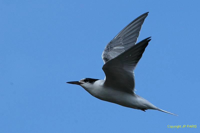 Sterna hirundo